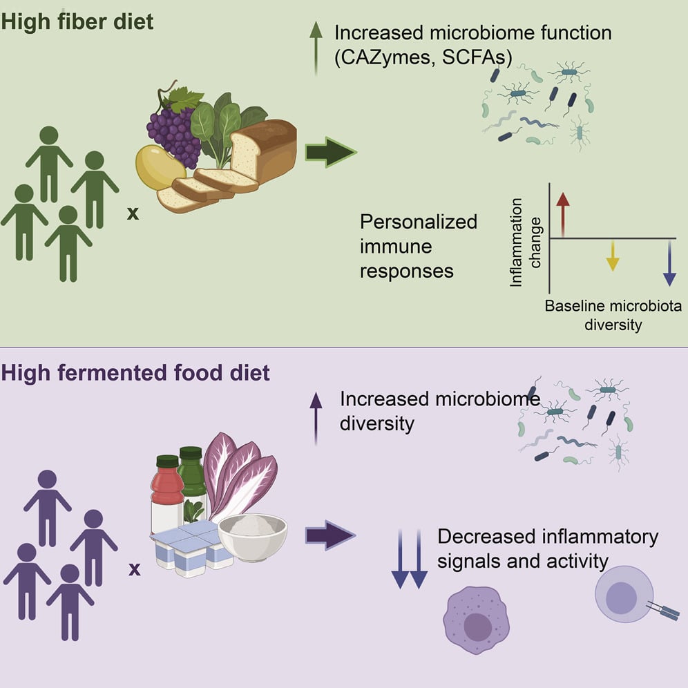 graphic about high fiber or high fermented diet impact on microbiome