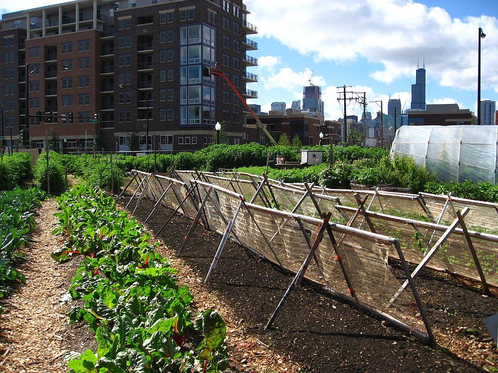 New crops urban farm in Chicago