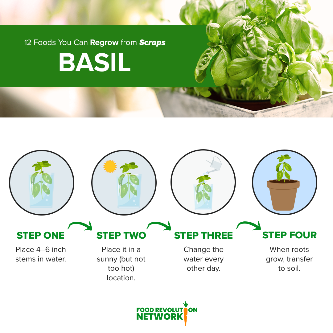 Basil Infographic
