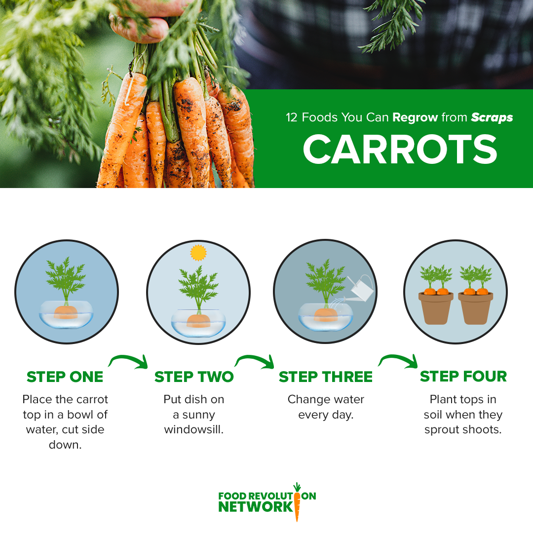 Carrots Infographic