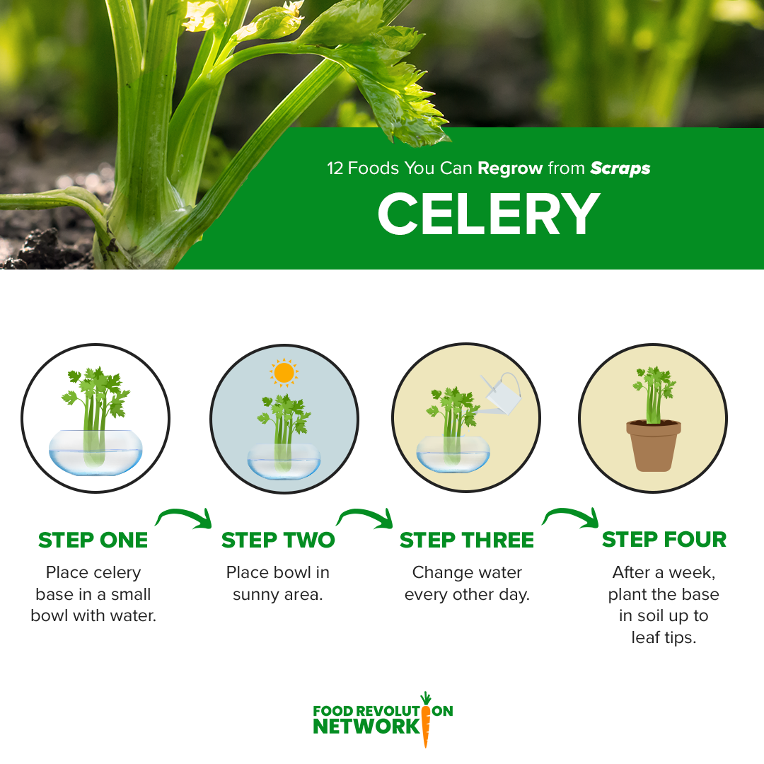 Regrow celery from scraps