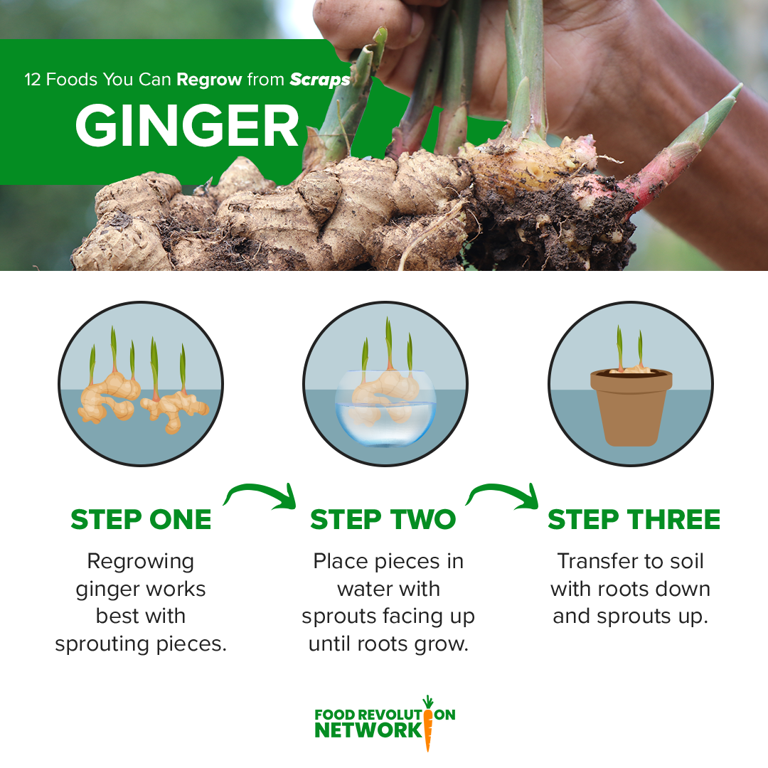 Ginger Infographic