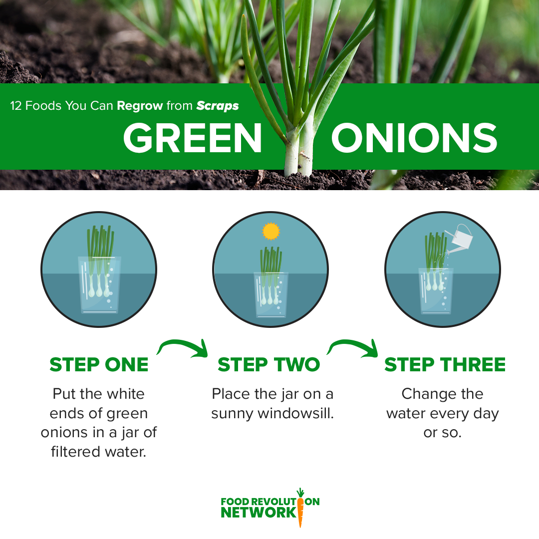 Green Onions Infographic