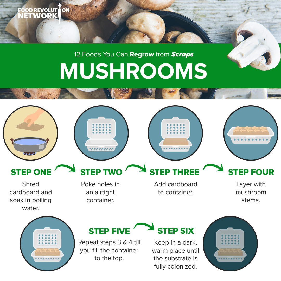Mushrooms Infographic