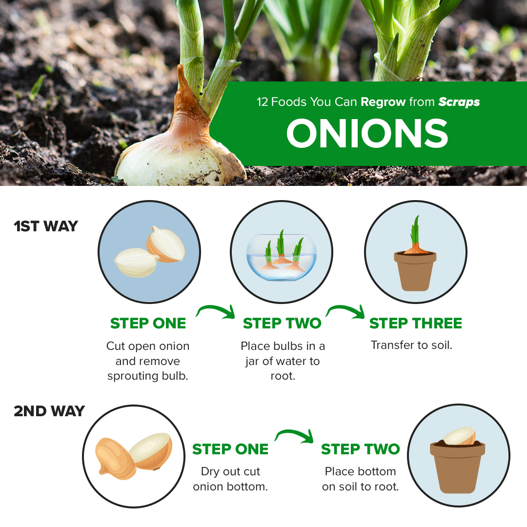 Regrow Onion Bulb