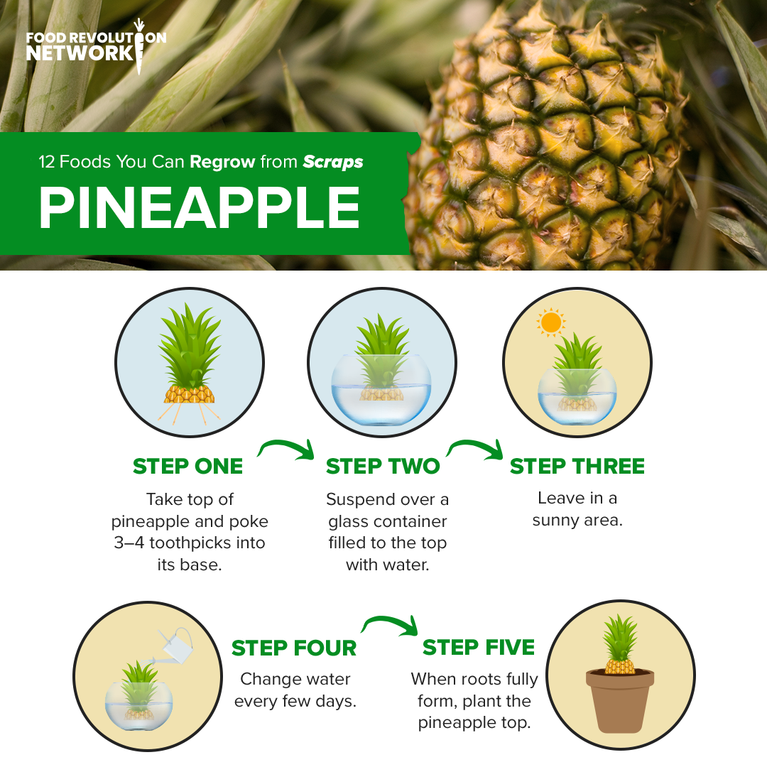 Pineapple Infographic