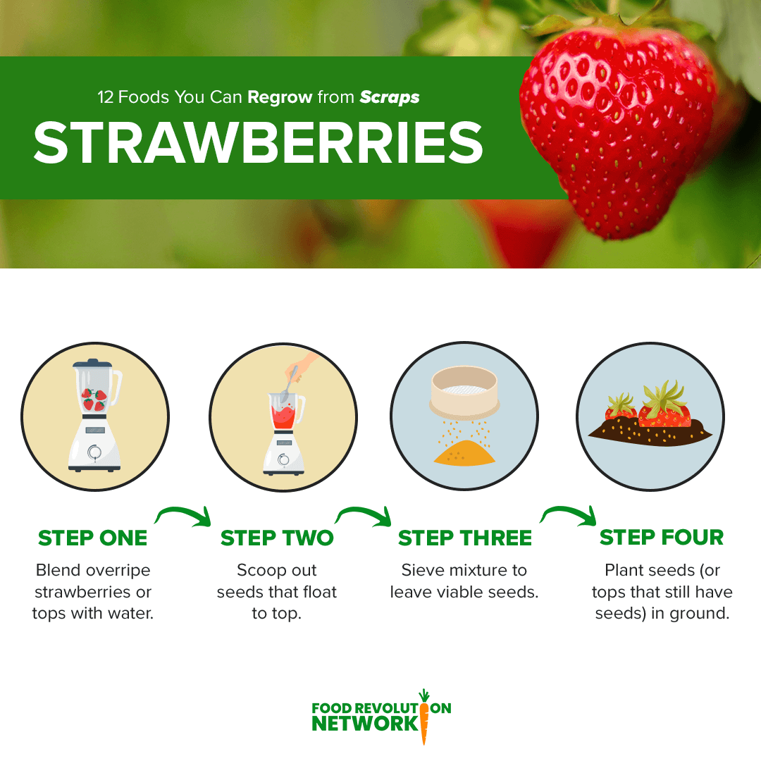 Strawberry Infographic