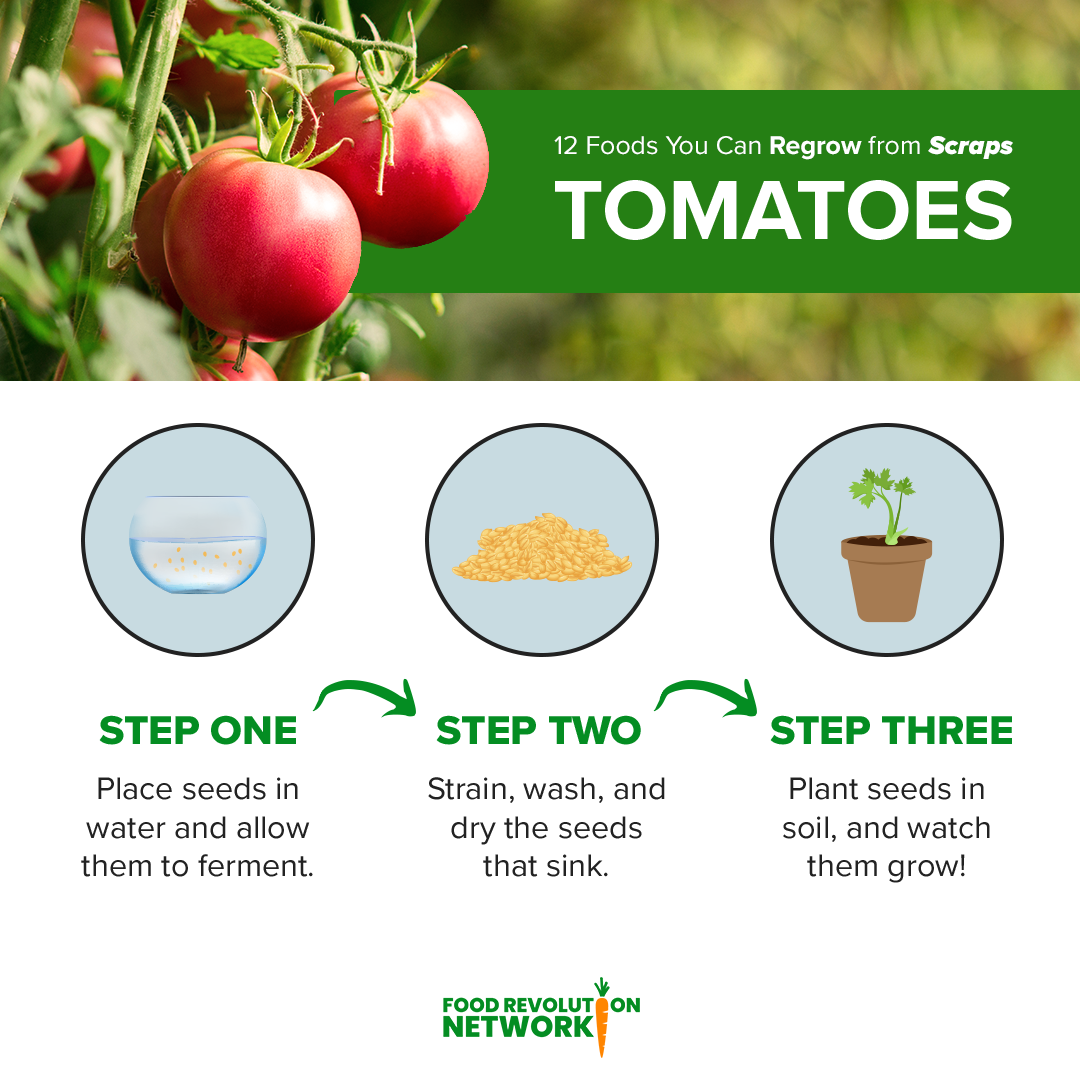 Tomato Infographic