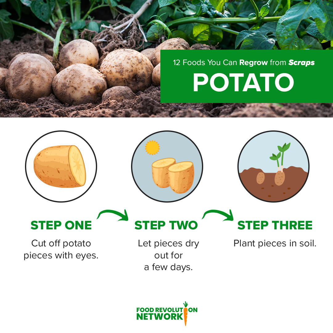 Potato Infographic