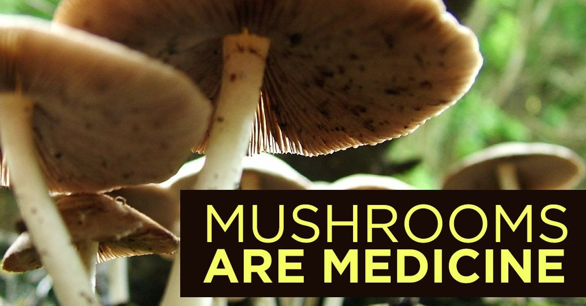 Beginner's Guide to Edible Mushrooms as Medicine - Food Revolution Network