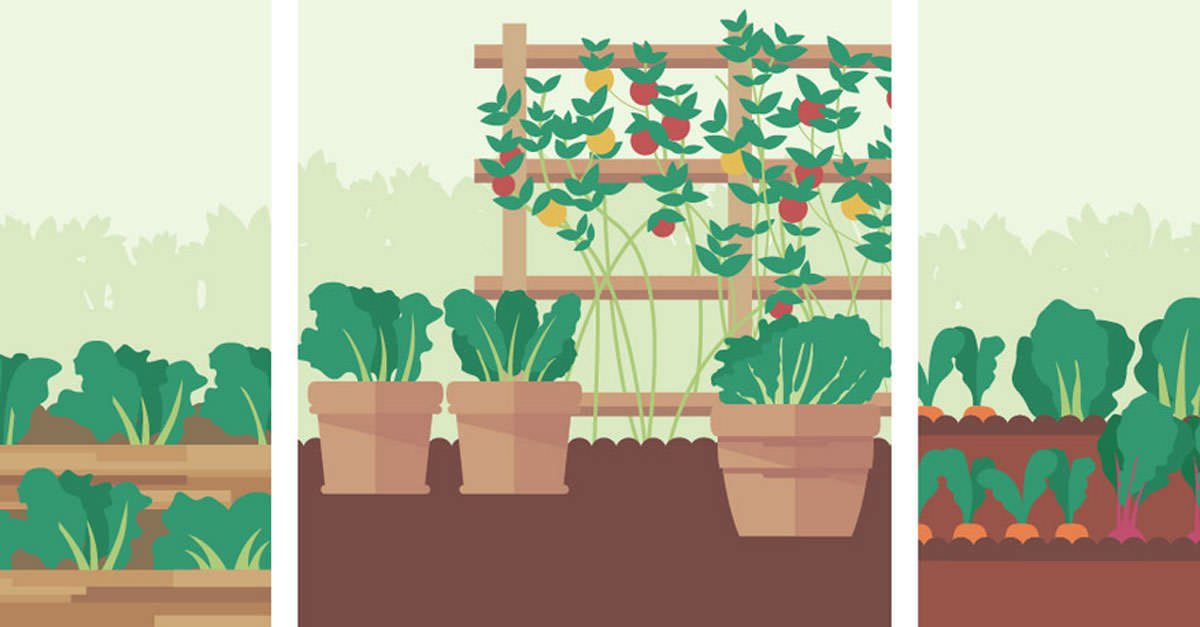 Infographic: Simple Vegetable Garden Tips - Food Revolution Network