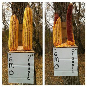 Corn-experiment
