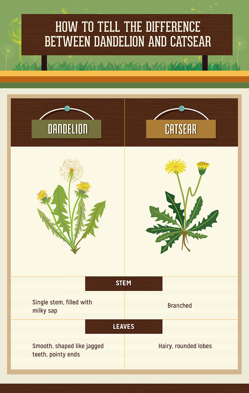 Difference between dandelion and catseer