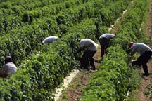 Workers pick tomatoes in the fields of DiMare Farms.