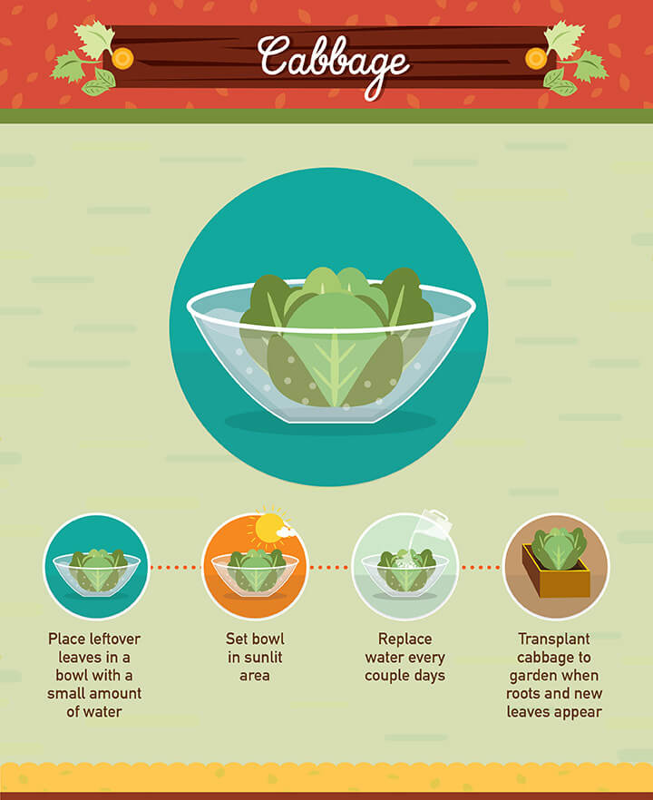 How to grow your own cabbage from scraps