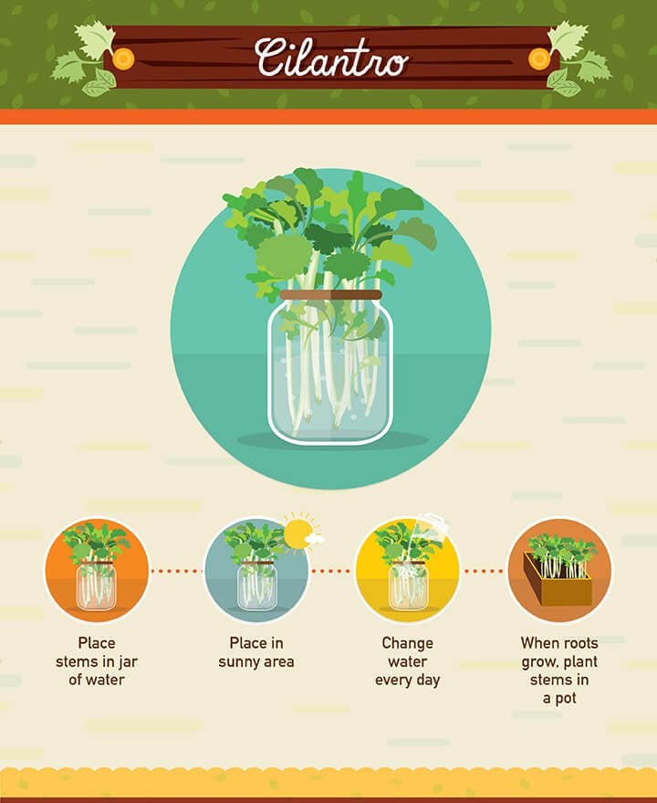 How to grow cilantro from scraps