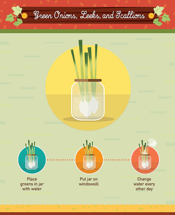 How to grow onion from scraps