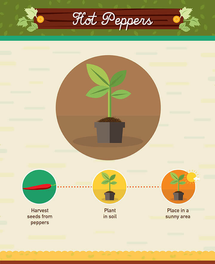 How to grow hot peppers from scraps