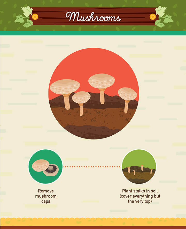 Hot to grow mushrooms from scraps