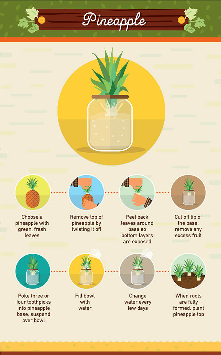 How to grow pineapple from scraps
