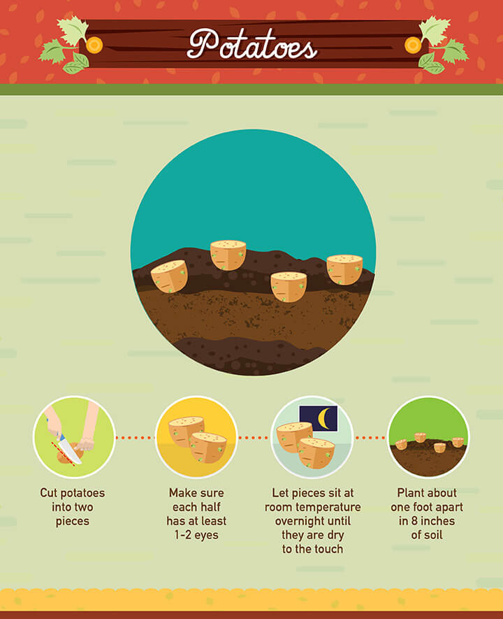 How to grow potatoes from scraps