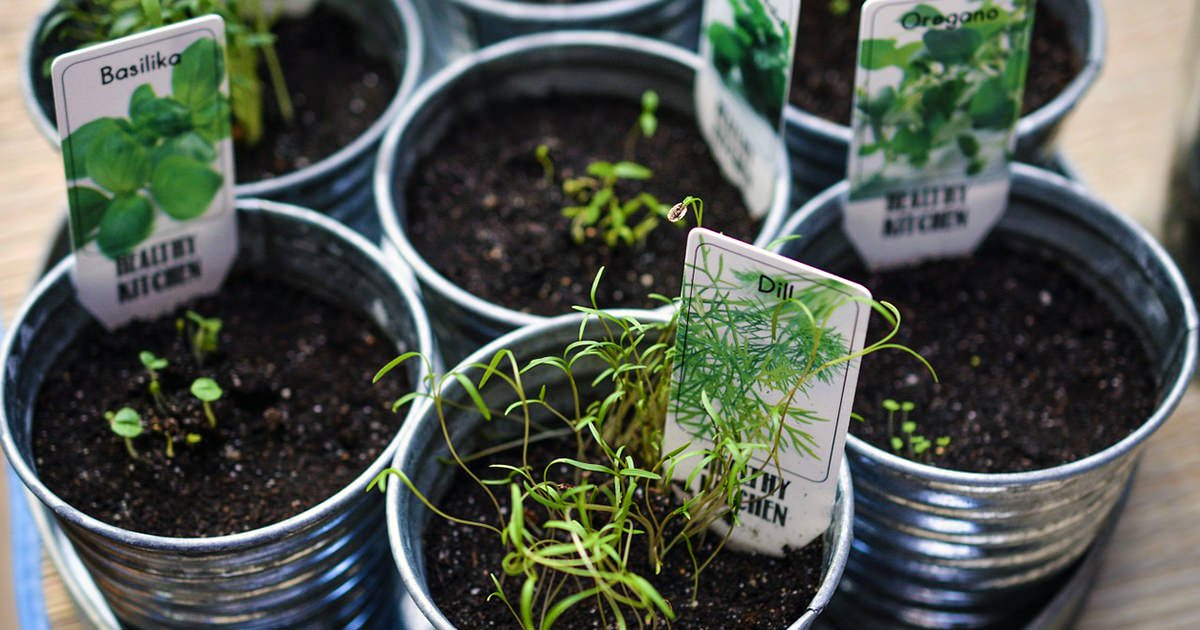 how-to-grow-herbs-in-your-home-and-why-you-should-food-revolution-network