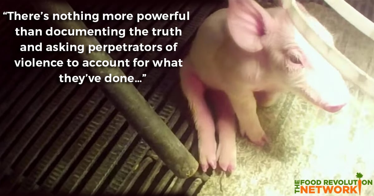 Factory Farm Pig Diet Plan