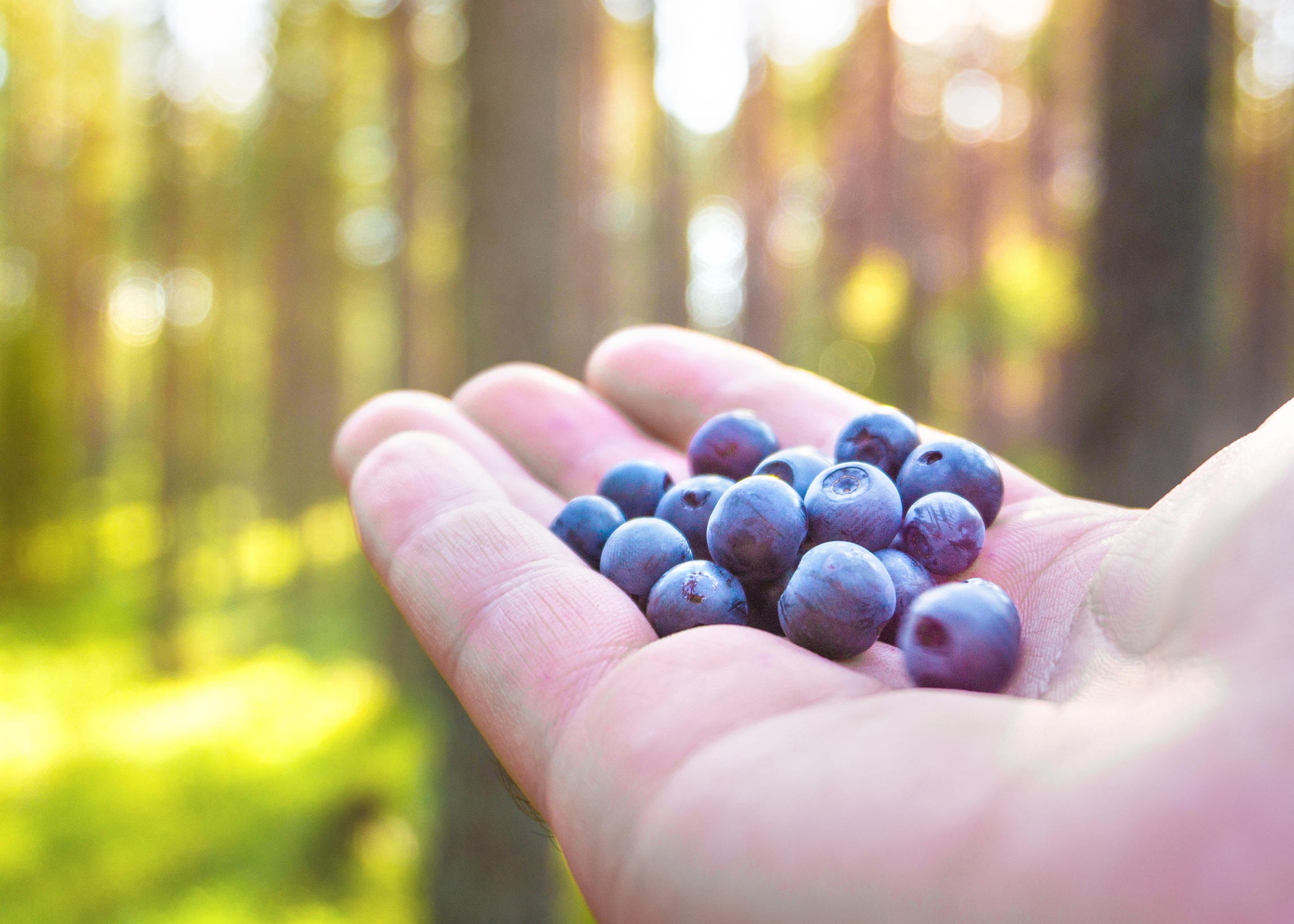 Are Blueberries Good for You? 7 Incredible Reasons to Eat Them Daily