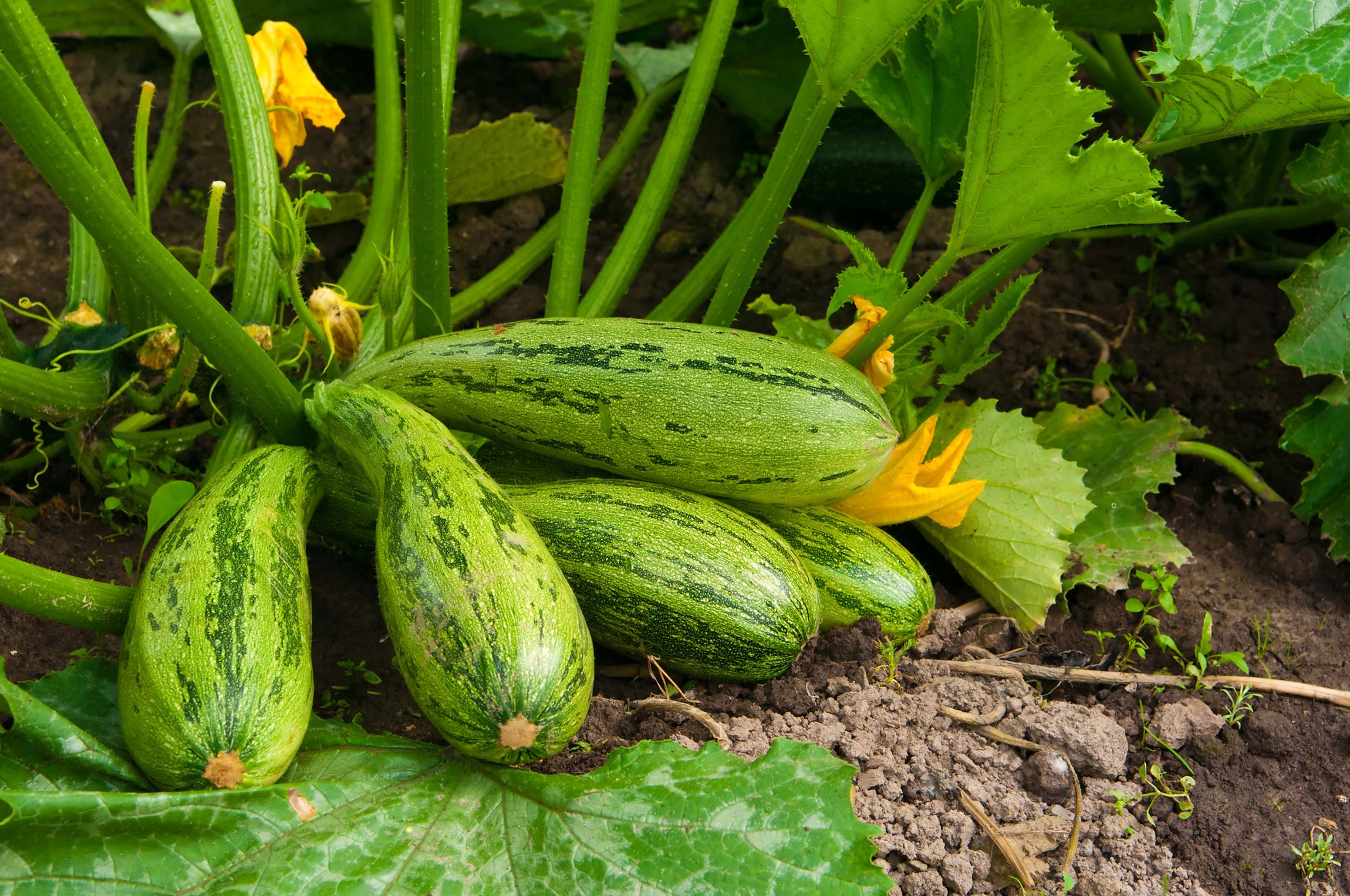 how to grow zucchini and enjoy zucchini benefits