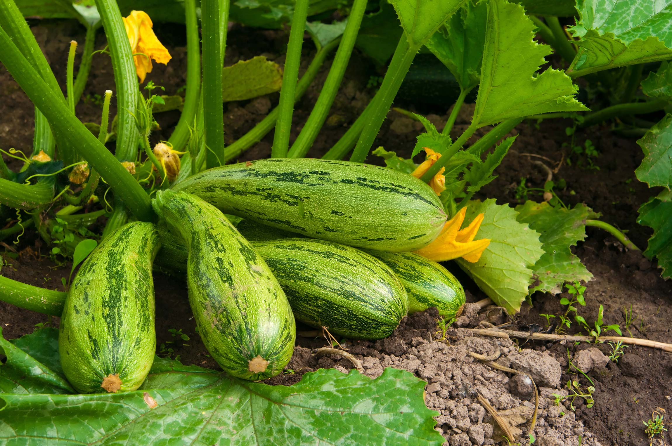 zucchini-benefits-9-reasons-to-eat-this-nutrient-dense-food