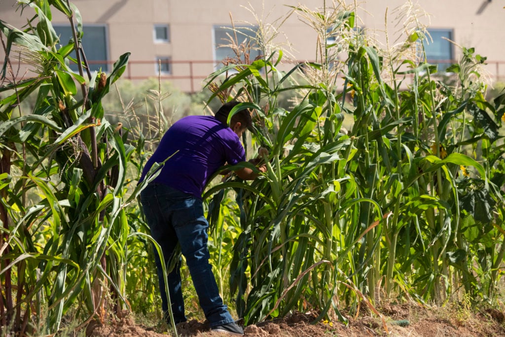 Young indigenous man tending to corn crop in the  in the IAIA Demonstration Garden