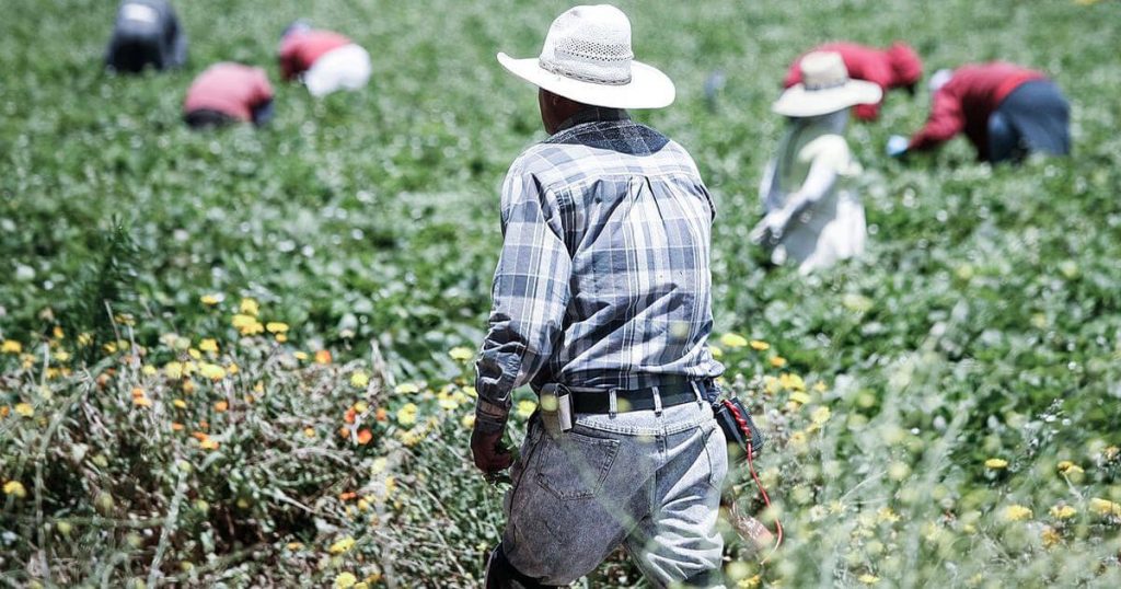 Food politics: Agriculture, Mexican farmworkers