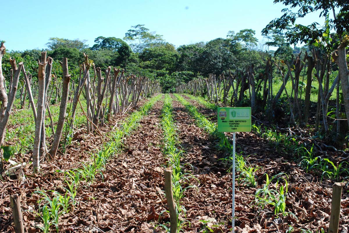 Pruned inga alley cropping