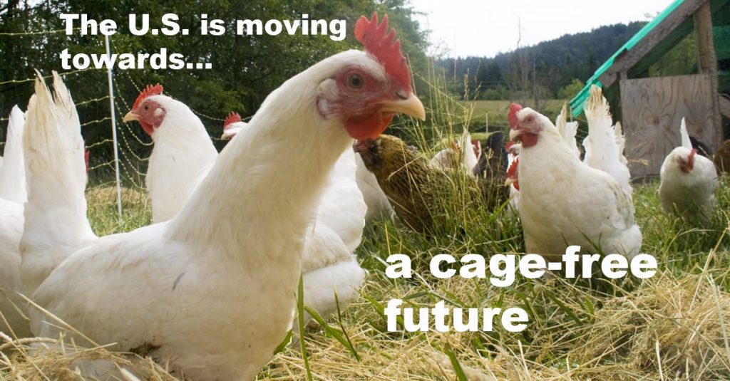 Cage-free future in the US