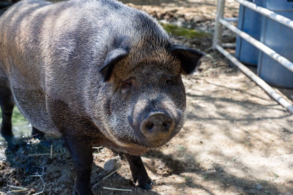 A pig at The Gentle Barn