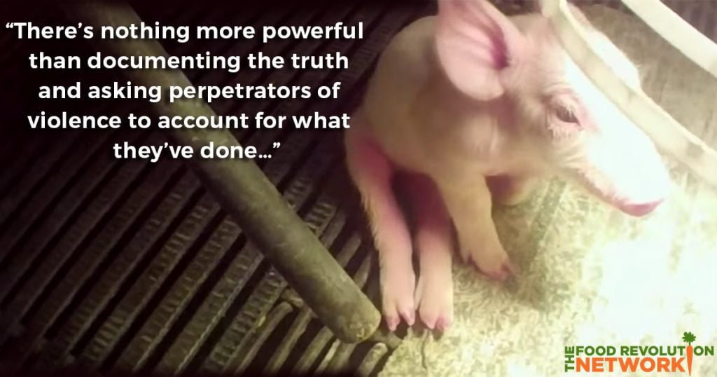 Factory farming animal abuse