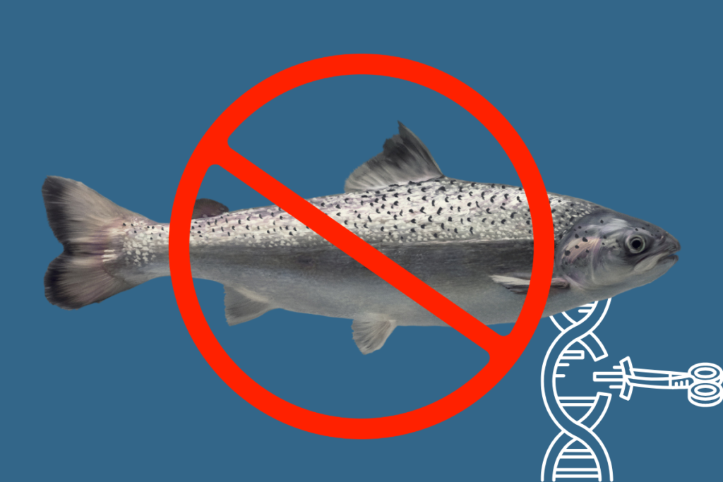 No AquAdvantage salmon graphic