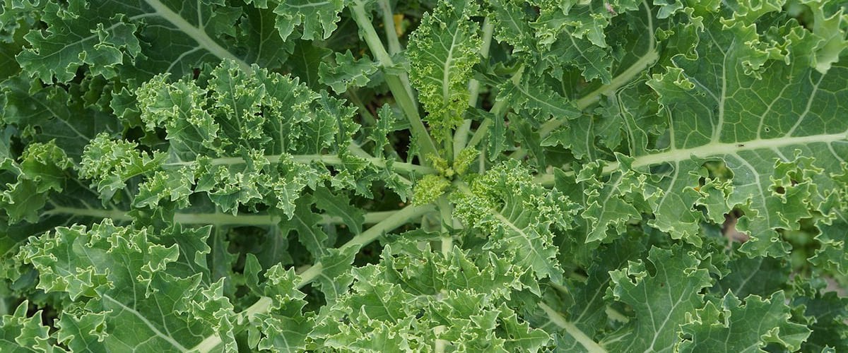 Kale stress fighting food