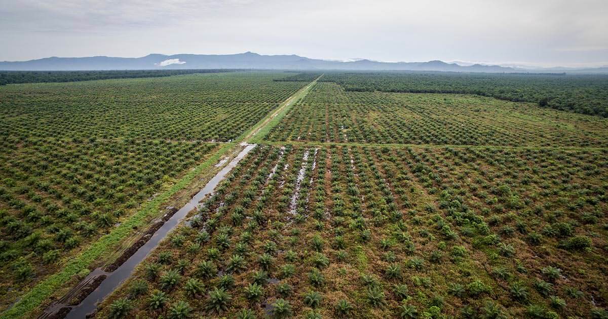 Monocrop Palm Oil Production