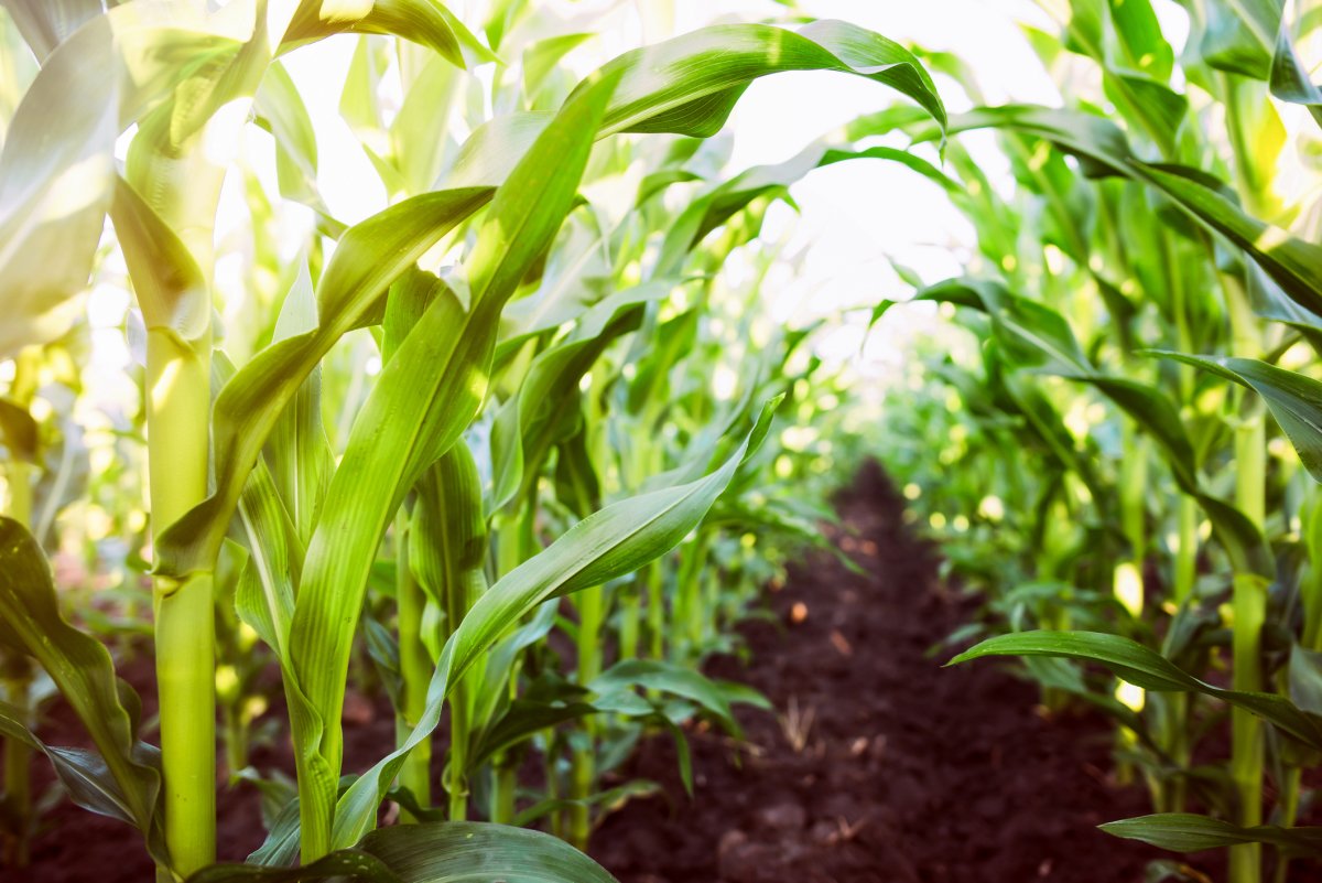 Corn stalks