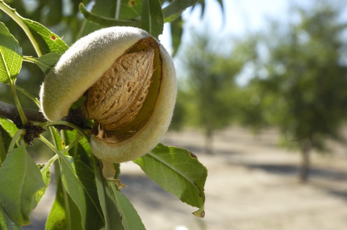 Almonds & Sustainability The Truth About Almonds & Water Use