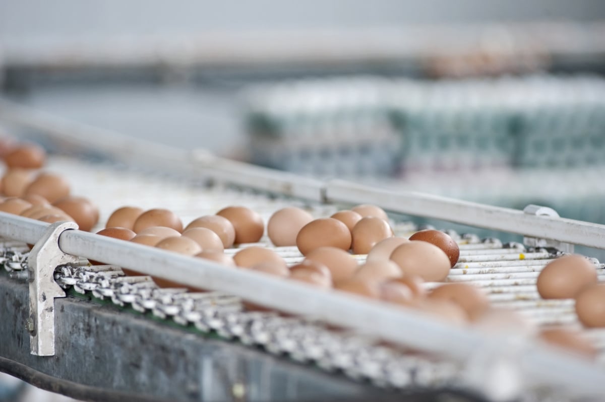 Eggs on a conveyor belt