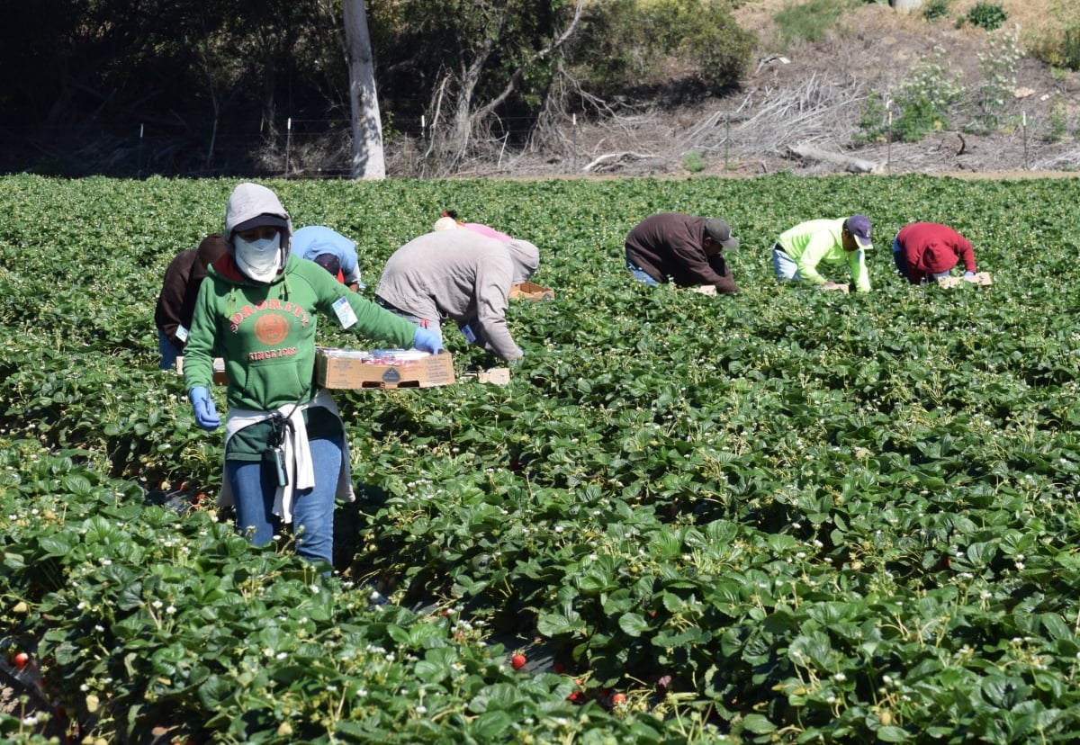 pesticide risks to farmers and children