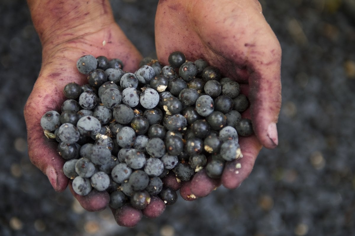 Hands holding acai berries