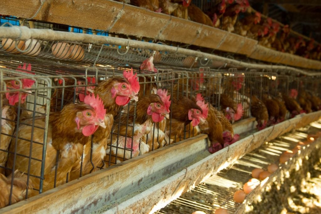 Stacks of caged chickens in factory farm