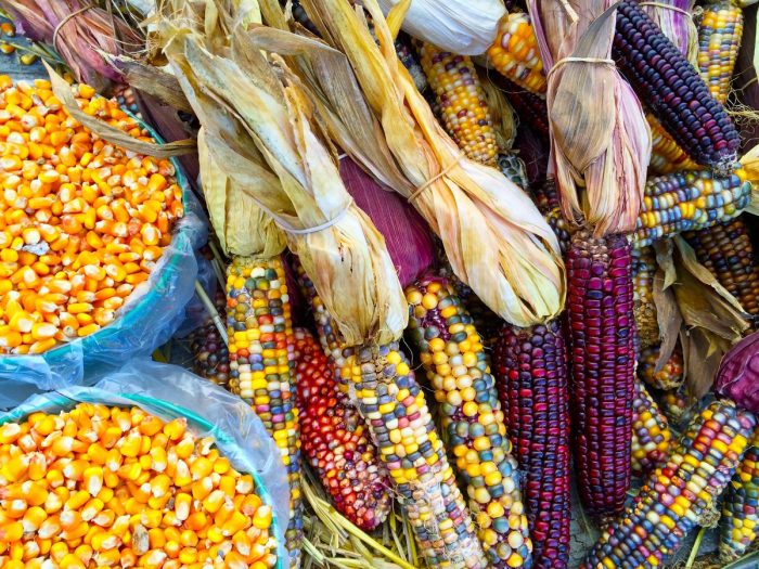 Health Benefits of Corn Is Corn Healthy + What Are Their Benefits?