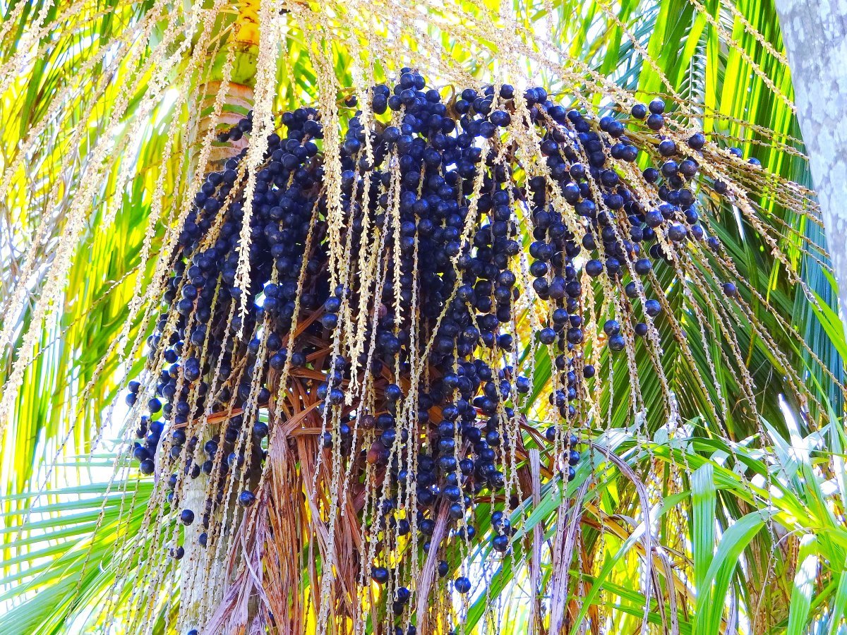 Acai berries on palm tree