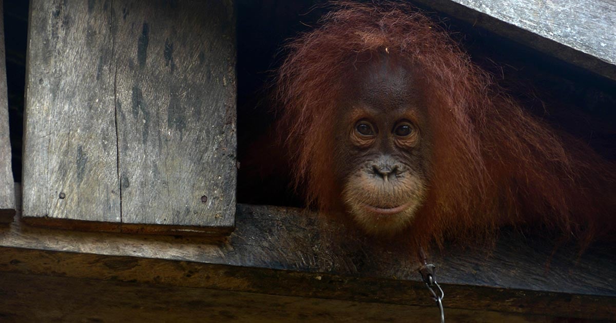 Orangutan shackled - Tyson Foods