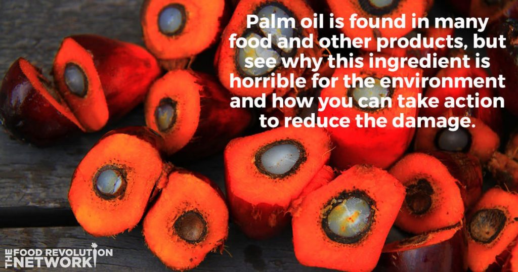 Palm oil is harmful for the environment