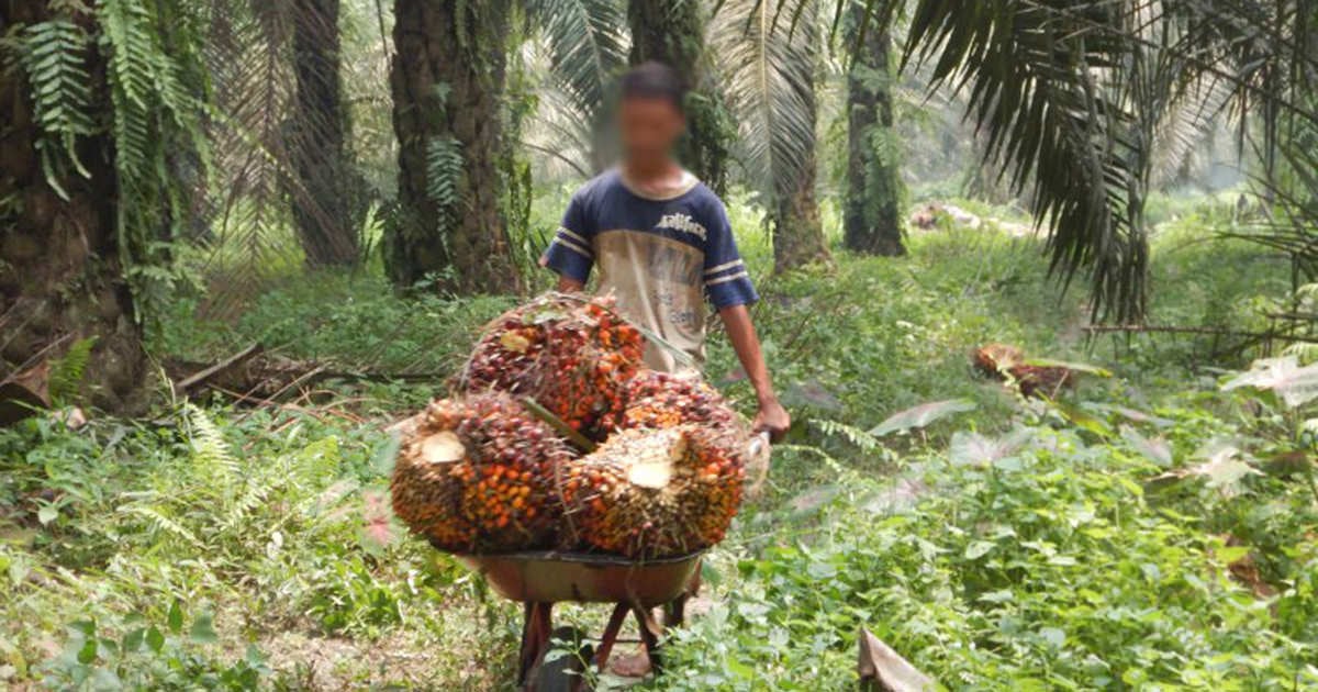 Palm oil industry